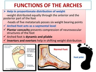 FUNCTIONS OF THE ARCHES
-weight distributed equally through the anterior and the
posterior part of the foot
-heads of five metatarsals posses six weight bearing points
 Plantar concavity prevents compression of neurovascular
structures of the foot
 Arched foot is dynamic and pliable
 Invertors and evertors help in shifting weight distribution
-weight distributed equally through the anterior and the
posterior part of the foot
-heads of five metatarsals posses six weight bearing points
 Plantar concavity prevents compression of neurovascular
structures of the foot
 Arched foot is dynamic and pliable
 Invertors and evertors help in shifting weight distribution
Normal Foot
Monday, February 13, 2023 Dechasa Imiru 34
 