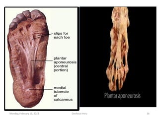 Monday, February 13, 2023 Dechasa Imiru 36
 