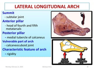 LATERAL LONGITUDNAL ARCH
Summit
- subtalar joint
Anterior pillar
- head of fourth and fifth
metatarsals
Posterior pillar
- medial tubercle of calcaneus
Vulnerable part of arch
- calcaneocuboid joint
Characteristic feature of arch
- rigidity
Summit
- subtalar joint
Anterior pillar
- head of fourth and fifth
metatarsals
Posterior pillar
- medial tubercle of calcaneus
Vulnerable part of arch
- calcaneocuboid joint
Characteristic feature of arch
- rigidity
Monday, February 13, 2023 Dechasa Imiru 39
 