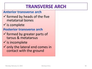 formed by heads of the five
metatarsal bones
is complete
formed by greater parts of
tarsus & metatarsus
is incomplete
only the lateral end comes in
contact with the ground
formed by heads of the five
metatarsal bones
is complete
formed by greater parts of
tarsus & metatarsus
is incomplete
only the lateral end comes in
contact with the ground
Monday, February 13, 2023 Dechasa Imiru 40
 