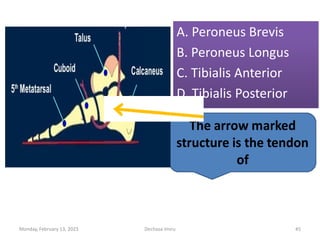 A. Peroneus Brevis
B. Peroneus Longus
C. Tibialis Anterior
D. Tibialis Posterior
A. Peroneus Brevis
B. Peroneus Longus
C. Tibialis Anterior
D. Tibialis Posterior
Monday, February 13, 2023 Dechasa Imiru 45
 