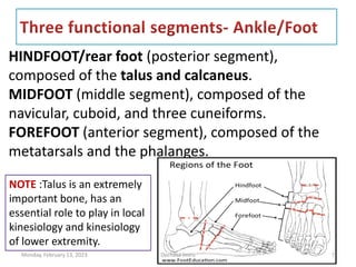 HINDFOOT/rear foot (posterior segment),
composed of the talus and calcaneus.
MIDFOOT (middle segment), composed of the
navicular, cuboid, and three cuneiforms.
FOREFOOT (anterior segment), composed of the
metatarsals and the phalanges.
NOTE :Talus is an extremely
important bone, has an
essential role to play in local
kinesiology and kinesiology
of lower extremity.
Monday, February 13, 2023 Dechasa Imiru 7
 