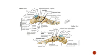 Jfar ANKLE AND FOOT DISORDERS.pptx