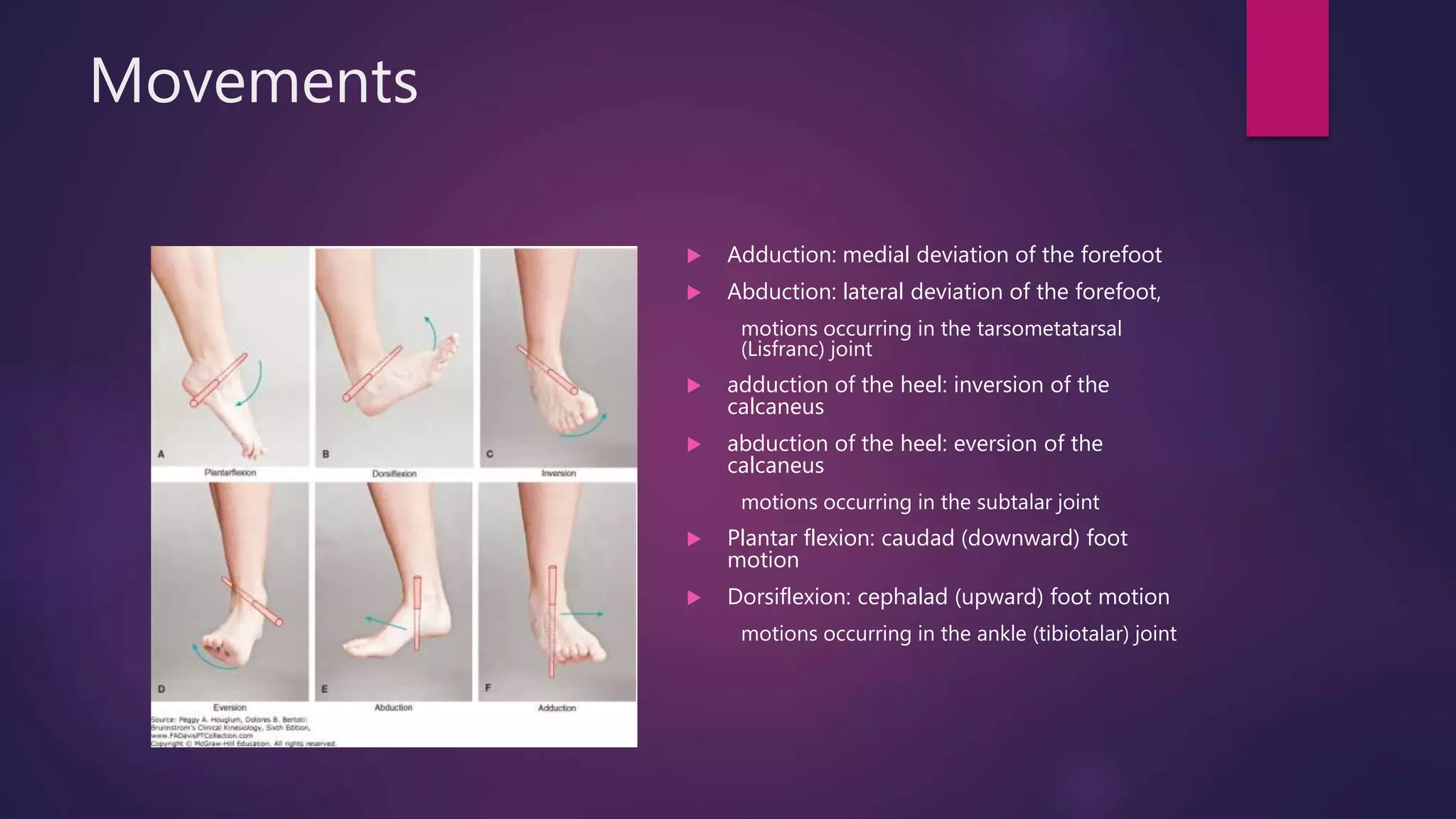 Ankle and Foot | PPTX