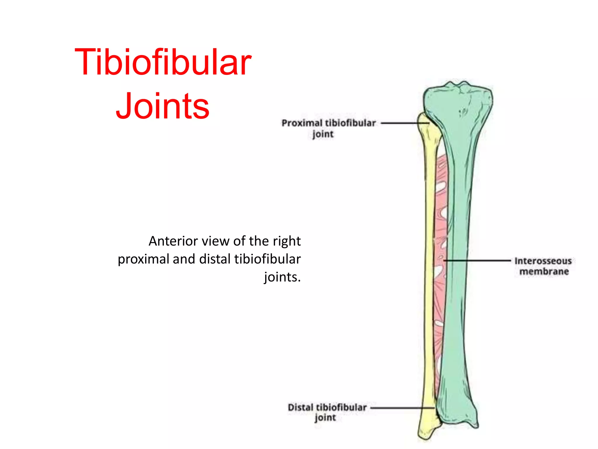 Ankle and Tibiofibular Joint.pptx