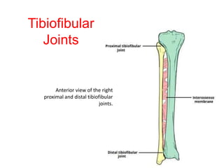 Ankle and Tibiofibular Joint.pptx