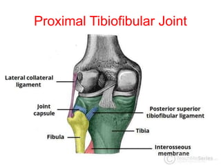 Ankle and Tibiofibular Joint.pptx
