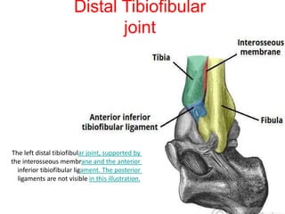 Distal Tib Fib Joint