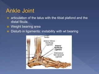  articulation of the talus with the tibial plafond and the
distal fibula.
 Weight bearing area
 Disturb in ligaments: instability with wt bearing
 
