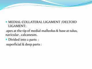  MEDIAL COLLATERAL LIGAMENT /DELTOID
LIGAMENT:
apex at the tip of medial malleolus & base at talus,
navicular , calcaneum.
 Divided into 2 parts :
superficial & deep parts :
 