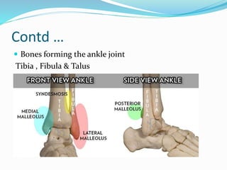Contd …
 Bones forming the ankle joint
Tibia , Fibula & Talus
 