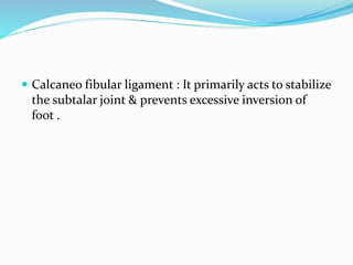  Calcaneo fibular ligament : It primarily acts to stabilize
the subtalar joint & prevents excessive inversion of
foot .
 