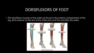 Ankle biomechanics.pptx
