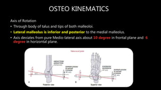 Talus Rotation Ankle biomechanics.pptx