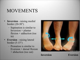 Comprehensive Anatomy and Function of the Ankle and Foot | PPT