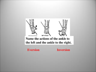 Comprehensive Anatomy and Function of the Ankle and Foot | PPT