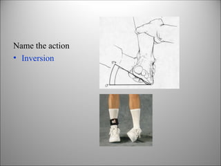 Comprehensive Anatomy and Function of the Ankle and Foot | PPT
