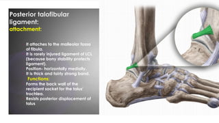 Comprehensive Overview of Ankle Ligaments and Their Clinical ...