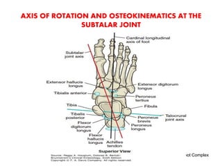 Foot Rotation Names Ankle & foot Complex.session.2 | PPT