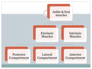Ankle & foot
muscles
Extrinsic
Muscles
Posterior
Compartment
Lateral
Compartment
Anterior
Compartment
Intrinsic
Muscles
 