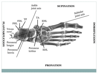 Peroneus
longus
FHL
Triceps
surae
FDL
TP
DORSIFLEXION
PLANTARFLEXION
PRONATION
SUPINATION
Peroneus
brevis
TA
EHL
EDL
Peroneus
tertius
Ankle
joint axis
 