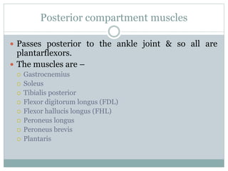 Posterior compartment muscles
 Passes posterior to the ankle joint & so all are
plantarflexors.
 The muscles are –
 Gastrocnemius
 Soleus
 Tibialis posterior
 Flexor digitorum longus (FDL)
 Flexor hallucis longus (FHL)
 Peroneus longus
 Peroneus brevis
 Plantaris
 