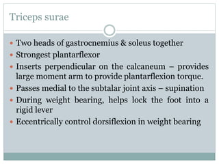 Triceps surae
 Two heads of gastrocnemius & soleus together
 Strongest plantarflexor
 Inserts perpendicular on the calcaneum – provides
large moment arm to provide plantarflexion torque.
 Passes medial to the subtalar joint axis – supination
 During weight bearing, helps lock the foot into a
rigid lever
 Eccentrically control dorsiflexion in weight bearing
 