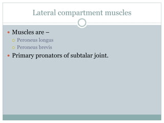 Lateral compartment muscles
 Muscles are –
 Peroneus longus
 Peroneus brevis
 Primary pronators of subtalar joint.
 