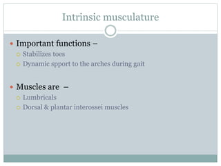 Intrinsic musculature
 Important functions –
 Stabilizes toes
 Dynamic spport to the arches during gait
 Muscles are –
 Lumbricals
 Dorsal & plantar interossei muscles
 
