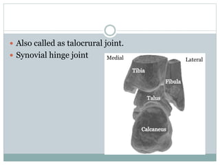  Also called as talocrural joint.
 Synovial hinge joint Medial Lateral
 