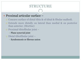 STRUCTURE
 Proximal articular surface –
 Concave surface of distal tibia & of tibial & fibular malleoli.
 Extends more distally on lateral than medial & on posterior
than anterior. (Mortise)
 Proximal tibiofibular joint –
 Plane synovial joint
 Distal tibiofibular joint –
 Syndesmosis or fibrous union
 