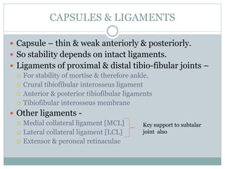 CAPSULES & LIGAMENTS
 Capsule – thin & weak anteriorly & posteriorly.
 So stability depends on intact ligaments.
 Ligaments of proximal & distal tibio-fibular joints –
 For stability of mortise & therefore ankle.
 Crural tibiofibular interosseus ligament
 Anterior & posterior tibiofibular ligaments
 Tibiofibular interosseus membrane
 Other ligaments -
 Medial collateral ligament [MCL]
 Lateral collateral ligament [LCL]
 Extensor & peroneal retinaculae
Key support to subtalar
joint also
 