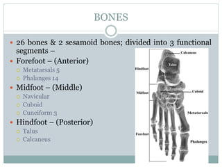 BONES
 26 bones & 2 sesamoid bones; divided into 3 functional
segments –
 Forefoot – (Anterior)
 Metatarsals 5
 Phalanges 14
 Midfoot – (Middle)
 Navicular
 Cuboid
 Cuneiform 3
 Hindfoot – (Posterior)
 Talus
 Calcaneus
 
