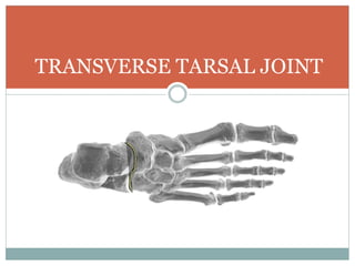 TRANSVERSE TARSAL JOINT
 