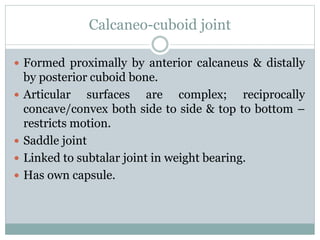 Calcaneo-cuboid joint
 Formed proximally by anterior calcaneus & distally
by posterior cuboid bone.
 Articular surfaces are complex; reciprocally
concave/convex both side to side & top to bottom –
restricts motion.
 Saddle joint
 Linked to subtalar joint in weight bearing.
 Has own capsule.
 