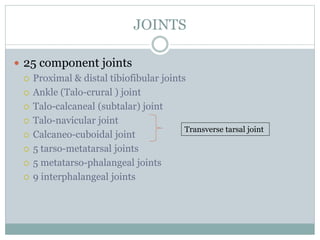 JOINTS
 25 component joints
 Proximal & distal tibiofibular joints
 Ankle (Talo-crural ) joint
 Talo-calcaneal (subtalar) joint
 Talo-navicular joint
 Calcaneo-cuboidal joint
 5 tarso-metatarsal joints
 5 metatarso-phalangeal joints
 9 interphalangeal joints
Transverse tarsal joint
 