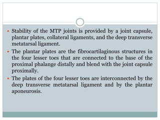  Stability of the MTP joints is provided by a joint capsule,
plantar plates, collateral ligaments, and the deep transverse
metatarsal ligament.
 The plantar plates are the fibrocartilaginous structures in
the four lesser toes that are connected to the base of the
proximal phalange distally and blend with the joint capsule
proximally.
 The plates of the four lesser toes are interconnected by the
deep transverse metatarsal ligament and by the plantar
aponeurosis.
 