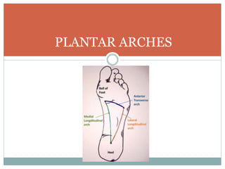 PLANTAR ARCHES
 