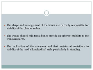  The shape and arrangement of the bones are partially responsible for
stability of the plantar arches.
 The wedge-shaped mid tarsal bones provide an inherent stability to the
transverse arch.
 The inclination of the calcaneus and first metatarsal contribute to
stability of the medial longitudinal arch, particularly in standing.
 