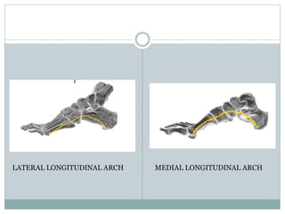 LATERAL LONGITUDINAL ARCH MEDIAL LONGITUDINAL ARCH
 
