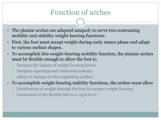 Function of arches
 The plantar arches are adapted uniquely to serve two contrasting
mobility and stability weight-bearing functions.
 First, the foot must accept weight during early stance phase and adapt
to various surface shapes.
 To accomplish this weight-bearing mobility function, the plantar arches
must be flexible enough to allow the foot to
 Dampen the impact of weight-bearing forces
 Dampen superimposed rotational motions
 Adapt to changes in the supporting surface.
 To accomplish weight-bearing stability functions, the arches must allow
 Distribution of weight through the foot for proper weight-bearing
 Conversion of the flexible foot to a rigid lever.
 