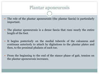 Plantar aponeurosis
 The role of the plantar aponeurosis (the plantar fascia) is particularly
important.
 The plantar aponeurosis is a dense fascia that runs nearly the entire
length of the foot.
 It begins posteriorly on the medial tubercle of the calcaneus and
continues anteriorly to attach by digitations to the plantar plates and
then, to the proximal phalanx of each toe.
 From the beginning to the end of the stance phase of gait, tension on
the plantar aponeurosis increases.
 