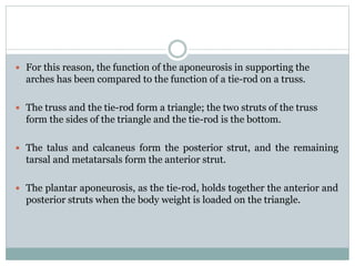  For this reason, the function of the aponeurosis in supporting the
arches has been compared to the function of a tie-rod on a truss.
 The truss and the tie-rod form a triangle; the two struts of the truss
form the sides of the triangle and the tie-rod is the bottom.
 The talus and calcaneus form the posterior strut, and the remaining
tarsal and metatarsals form the anterior strut.
 The plantar aponeurosis, as the tie-rod, holds together the anterior and
posterior struts when the body weight is loaded on the triangle.
 