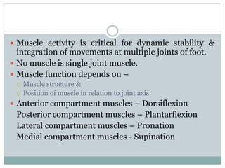  Muscle activity is critical for dynamic stability &
integration of movements at multiple joints of foot.
 No muscle is single joint muscle.
 Muscle function depends on –
 Muscle structure &
 Position of muscle in relation to joint axis
 Anterior compartment muscles – Dorsiflexion
Posterior compartment muscles – Plantarflexion
Lateral compartment muscles – Pronation
Medial compartment muscles - Supination
 