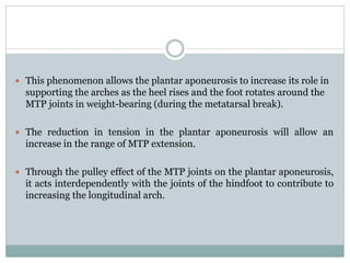 This phenomenon allows the plantar aponeurosis to increase its role in
supporting the arches as the heel rises and the foot rotates around the
MTP joints in weight-bearing (during the metatarsal break).
 The reduction in tension in the plantar aponeurosis will allow an
increase in the range of MTP extension.
 Through the pulley effect of the MTP joints on the plantar aponeurosis,
it acts interdependently with the joints of the hindfoot to contribute to
increasing the longitudinal arch.
 