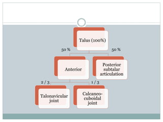 Talus (100%)
Anterior
Talonavicular
joint
Calcaneo-
cuboidal
joint
Posterior
subtalar
articulation
50 %50 %
2 / 3 1 / 3
 