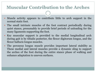 Muscular Contribution to the Arches
 Muscle activity appears to contribute little to arch support in the
normal static foot.
 The small intrinsic muscles of the foot contract periodically during
quiet stance, presumably to provide brief periods of unloading for the
many ligaments supporting the foot.
 Key muscular support is provided to the medial longitudinal arch
during gait is by tibialis posterior, the flexor digitorum longus, and the
flexor hallucis longus muscles.
 The peroneus longus muscle provides important lateral stability as
These medial and lateral muscles provide a dynamic sling to support
the arches of the foot during the entire stance phase of walking and
enhance adaptation to uneven surfaces.
 