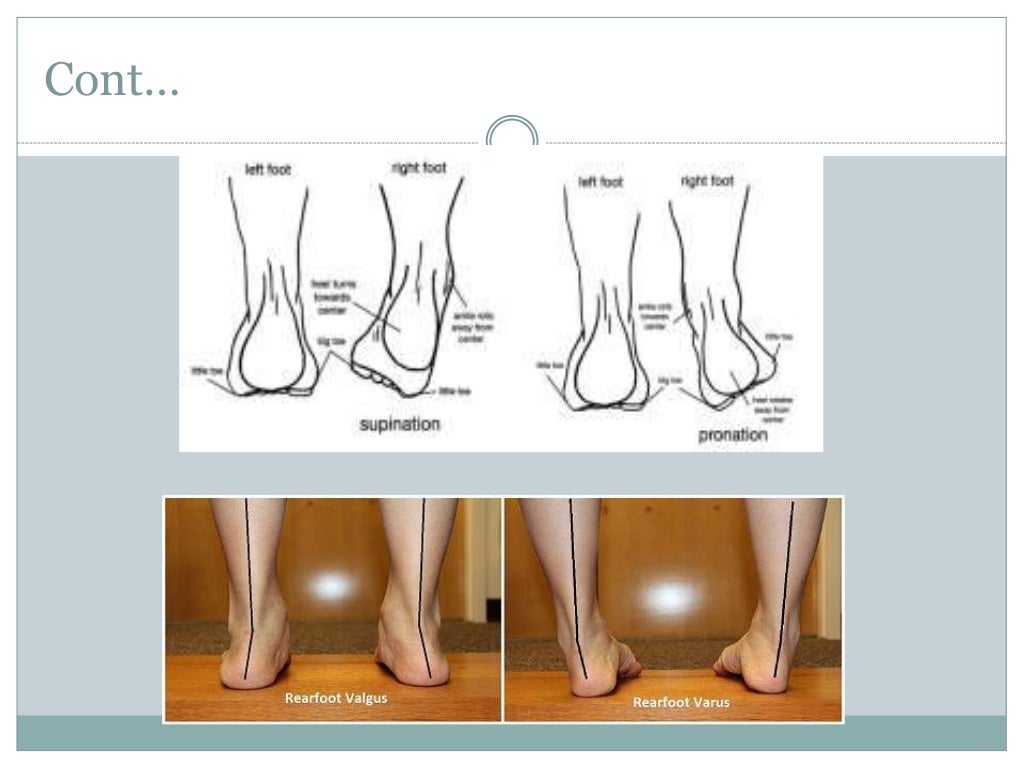 Ankle & foot biomechanics