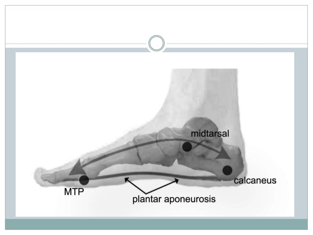 Ankle & foot biomechanics