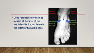 • Deep Peroneal Nerve can be
located at the level of the
medial malleolus just lateral to
the extensor hallucis longus